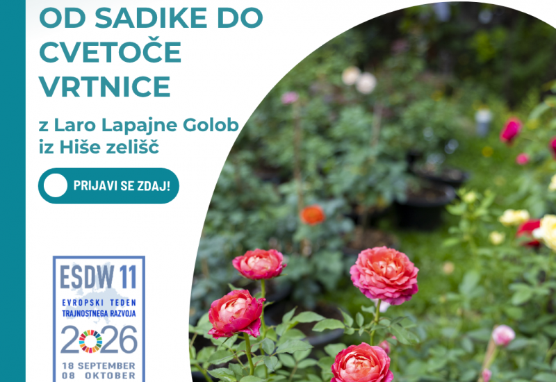 Od sadike do cvetoče vrtnice